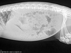 -美联众合动物医院·24h转诊中心