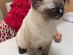 -瑞派康怡24h宠物医院·犬猫医疗中心·微创绝育(瑞景分院)