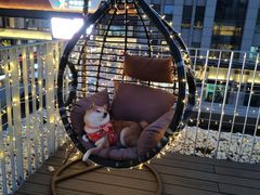 -百好乐宠物友好餐厅(朝外大街店)