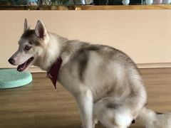 -Husky Go! 哈士奇体验馆·宠物咖啡厅狗咖