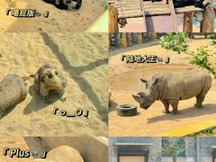 -西霞口神雕山野生动物世界