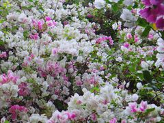 -深圳国际园林花卉博览园