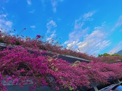 -深圳仙湖植物园