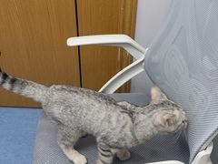-博特宠物医院24h犬猫全科.骨科·异宠