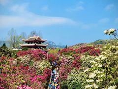 -贵州百里杜鹃风景名胜区