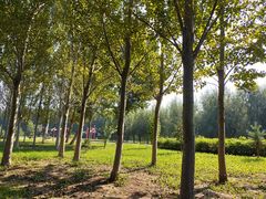 -蒲河岛湿地公园