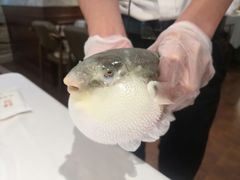 小可爱-肆月河豚·新淮扬(金融街店)