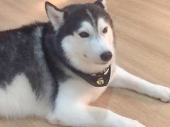 -Husky Go! 哈士奇体验馆·宠物咖啡厅狗咖