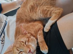 -豆逗聊愈猫阁Easy Life