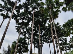 -中国科学院西双版纳热带植物园