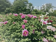 -神州牡丹园