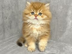 -小猫来了·猫舍(红山六九七九店)