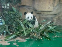 -成都动物园