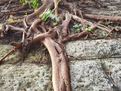 -重庆十八梯传统风貌区