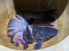 -云中鱼蒸汽石锅鱼(浦东食品城店)