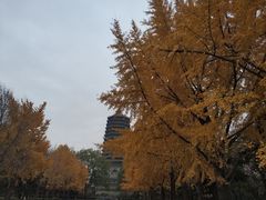 -玲珑塔公园