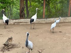 -哈尔滨北方森林动物园