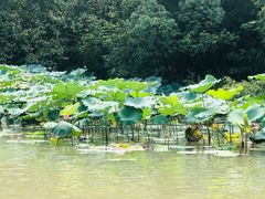 -西溪国家湿地公园