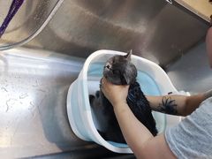 -PETKIT小佩宠物·低压洗护(国顺东路店)