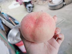 -老袁家蜜桃农场·阳山水蜜桃