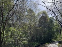 -帽儿山风景区