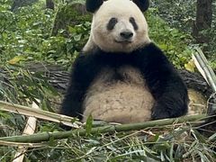 -中国大熊猫保护研究中心雅安碧峰峡基地