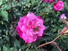 -人民公园(罗湖区)