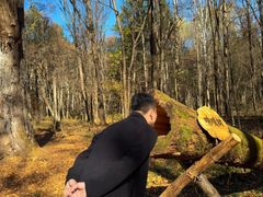 -五营红松林海景区