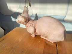-猫小院猫主题咖啡厅(北锣店)
