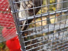 -五营红松林海景区