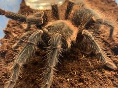 -酷以爬仙阁实体爬宠店·守宫·蜥蜴·专业繁育