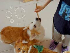 -平行世界·猫咖(首经贸店)