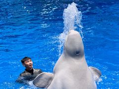 -海合安成都极地海洋公园