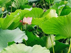 -莲花池公园