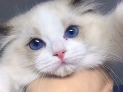 -Bastet sally猫舍购宠(静安店)