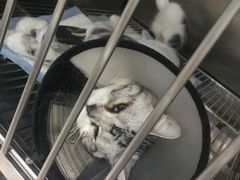 -暖阳宠物医院·犬猫康复中心·骨科