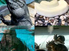 -石家庄市动物园