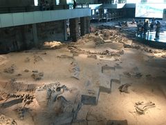 -自贡恐龙博物馆