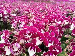 -龙大花卉苗木市场