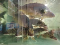 -煲来饱去冷水鱼