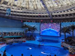 -海合安成都极地海洋公园