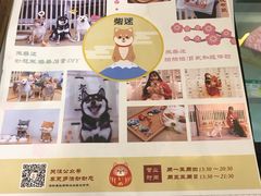 -柴迷FANS CLUB·柴犬狗咖·猫咖