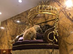 -more than meow吴止猫主题餐厅(承德 中船汇店)