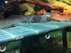 -暹罗海洋世界