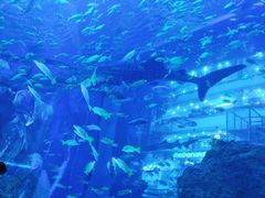 -成都浩海立方海洋公园