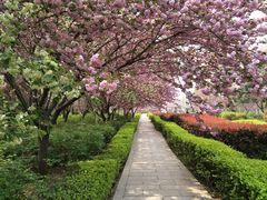 -洛阳市隋唐城遗址植物园