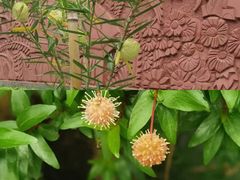 -广州神农草堂中医药博物馆