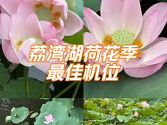 -荔湾湖公园