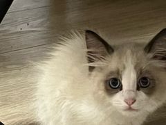 -艾吉宠物医院·疑难杂症转诊中心·猫友好(碧江路院)