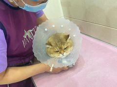 -北京观赏动物医院·24小时大型综合·猫专科·异宠专科